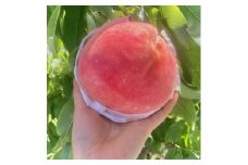 2025年発送＜旬の桃 約2kg 5～7玉＞ 坂の上の桃 デカくて甘くて硬い! 食べ応え抜群!【1264617】