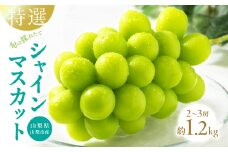 山梨県山梨市産　特選　旬の採れたてシャインマスカット　約1.2kg　2～3房【1365848】