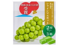 ＜農林水産大臣賞受賞!!＞シャインマスカット2房 1KG以上×3箱※2023年9月以降発送【1371947】