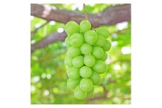 ＜2025年発送＞訳あり 山梨県産シャインマスカット1kg【1374769】