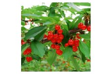 垣根栽培さくらんぼ　紅秀峰2Lサイズ　1kg(500g×2パック入り)バラ詰め【1373563】