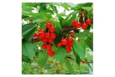 垣根栽培さくらんぼ　紅秀峰2Lサイズ　500g　バラ詰め【1373569】
