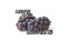 山梨市産 朝採れ!巨峰2房【1377175】