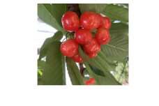 山梨県産さくらんぼ　紅秀峰(1kg)バラ詰め【1377524】