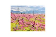 3/26～4/9　一年でわずか2週間あまりの絶景、桃のお花見とアロマトリートメントでリラクゼーション【1385022】