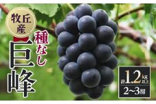 山梨直送!!種なし巨峰　2～3房(1.2kg以上)【1411515】