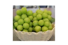 山梨市産シャインマスカット(極上)2房(約1.4kg)【1413172】
