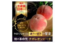 ＜8月中旬より順次発送＞硬さ×甘さの饗宴 希少なナポレオンピーチ今回逃すと1年待ち【1424184】