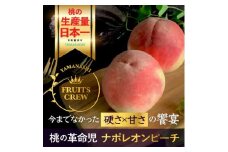 ＜8月下旬より順次発送＞硬さ×甘さの饗宴 希少なナポレオンピーチ今回逃すと1年待ち【1424183】