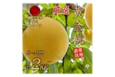 山梨市産　黄金桃　約2kg(5～8玉)【1431879】
