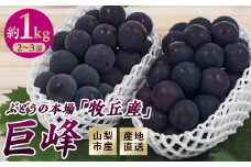 山梨市産　牧丘産　巨峰2房　約1.0kg(2～3房)【1431884】