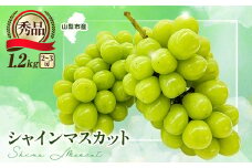大人気!シャインマスカット秀 1.2kg(2～3房)【1442579】