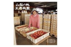 厳選朝採り桃 山梨の笠井桃園の桃 1.6kg【1456448】