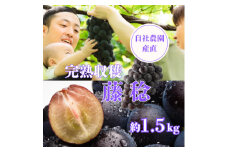 藤稔約1.5kg　山梨市の自社農園産直!完熟収穫!＜数量限定＞＜希少品種!＞【1460455】