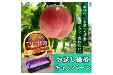＜お試しキャンペーン＞4年連続TV出演で話題沸騰中『樹上完熟ブランド桃』2025年8月下旬より発送【1460000】