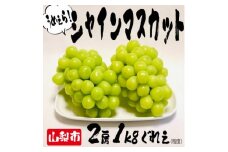 とれたてシャインマスカット山梨市農家直送(2房合計1kg程度)【1463721】