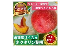 ＜高糖度ばくだんネクタリン黎明＞桃グランプリ日本一受賞&4年連続TV出演で話題2025年7月中旬発送【1465188】