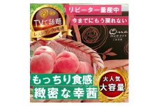 《もっちりカリカリ不思議な幸茜》人気品種指定ギフト5年連続TV出演話題ブランド2026年8月中旬発送【1465332】