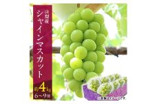 ＜2026年発送 先行受付＞山梨市 沢山食べられるシャインマスカット(約4kg)6～9房入り【1484819】