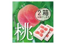 山梨直送!完熟桃5～7玉  約1.5kg×2箱 約3kg ギフト化粧箱入り【1485555】