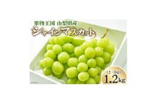 朝採れ シャインマスカット 1.2kg (2～3房) 山梨県山梨市　数量限定【1505417】