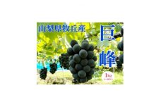 山梨県産種なし巨峰　1kg(2～3房)【1504883】