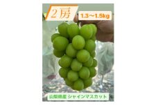 シャインマスカット2房1.3~1.5kg【1508023】