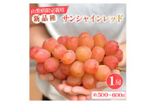 ＜数量限定＞山梨県産 希少品種「サンシャインレッド」 1房 約500～600g 化粧箱入【1515303】