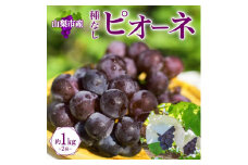 甘みと酸味のバランスが絶妙!「山梨県山梨市産 大房 ピオーネ 2房 約1kg」【1513021】