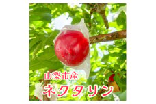 ＜桃でもすももでもない!＞スイートネクタリン2kg程度【1521007】