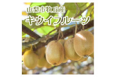 山梨市牧丘産　キウイフルーツ(栽培期間中、農薬不使用)　1kg程度【1521008】