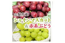 シャインマスカット&赤系ぶどう 各1房(2房合計1kg程度)【1521015】