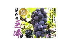巨峰の丘　ぶどうの専門家がお届けする巨峰とシャインマスカット　各1房　合計約1.1kg【1530928】