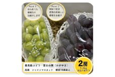 富士の輝とシャインマスカット　1.2kg【1525931】