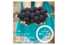 巨峰ぶどう(種なし) 1房 500グラム以上 産地直送 山梨県山梨市牧丘産【1535989】