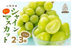 ＜訳あり＞ 池田青果のシャインマスカット2房～3房 1.1kg ふるさと納税【1544090】