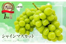 やみつきシャインマスカット 1kg秀【1546294】