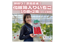 朝採り!農園直送!化粧箱入りいちご15個入り×2箱(1～2品種)【1543972】