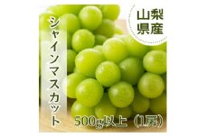やみつきシャインマスカット 500g以上(1房)【1551175】