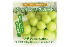 農園直送   濃厚 シャインマスカット 約600g(1房)【1557593】
