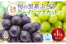 ＜2026年発送 先行受付＞山梨産シャインマスカットと黒系葡萄2色セット【1564591】