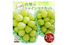 シャインマスカット　2～3房 1.5kg【1565515】