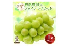 厳選農家のシャインマスカット 700g以上 1房　化粧箱入り【1565534】