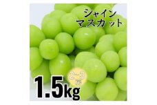 シャインマスカット 約1.5kg(2～3房)【1565562】