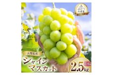 朝採れ シャインマスカット 2.5kg (3～6房) 山梨県山梨市 数量限定【1566263】