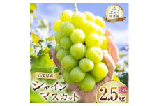 朝採れ シャインマスカット 2.5kg (3～6房) 山梨県山梨市 数量限定【1566263】