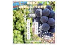 ＜発送月固定定期便＞旬のピオーネ+シャインマスカット2房(1.3～1.5kg)全2回【4059693】