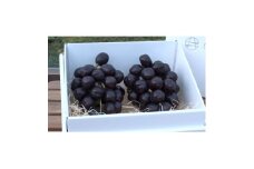 10月上旬より発送「幻の牧丘天空マスカットノワール」約1kg(2～3房)【1579814】