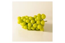 シャインマスカット 1房(約500g～600g) ＜訳あり＞【1579990】