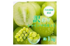 ＜訳あり＞シャインマスカット 約1kg 山梨県産 自社農園直送!完熟収穫!【1580889】